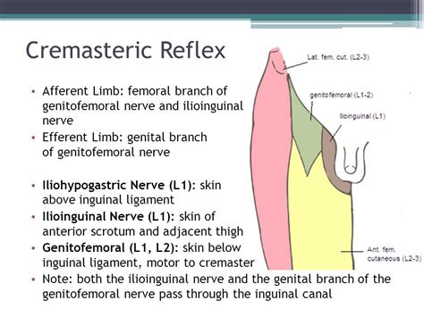 how to perform cremasteric reflex